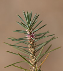 Polygonum paronychioides