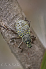 Catasarcus impressipennis