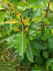 Magnoliopsida