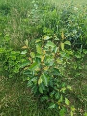 Magnoliopsida