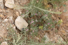 Polygonum paronychioides