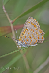 Hypochrysops ignitus