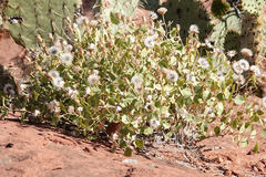 Brickellia atractyloides