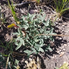 Trifolium gymnocarpon