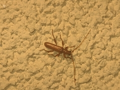 Axinopalpis gracilis