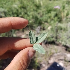 Trifolium gymnocarpon