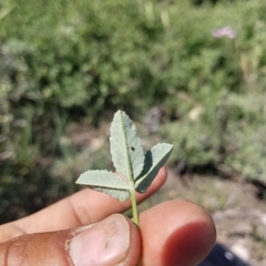 Trifolium gymnocarpon