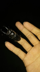 Serrognathus titanus castanicolor