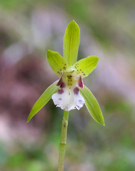 Dactylostalix ringens