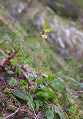 Dactylostalix ringens