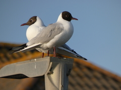 Chroicocephalus ridibundus