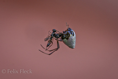 Argyrodes antipodianus