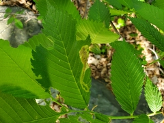 Agromyza aristata