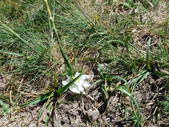 Ornithogalum fimbriatum
