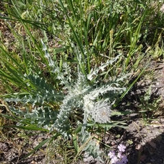 Cirsium calcareum