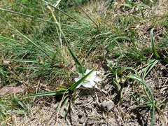 Ornithogalum fimbriatum