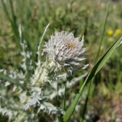 Cirsium calcareum
