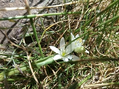 Ornithogalum fimbriatum