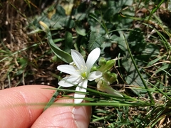 Ornithogalum fimbriatum