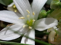 Ornithogalum fimbriatum