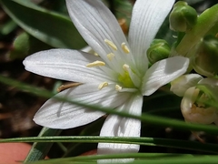 Ornithogalum fimbriatum