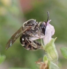 Lasioglossum