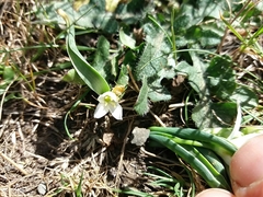 Ornithogalum fimbriatum