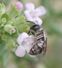 Lasioglossum