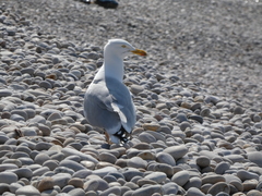 Larus argentatus