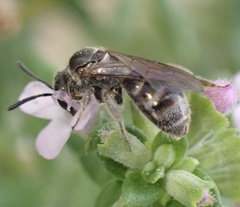 Lasioglossum