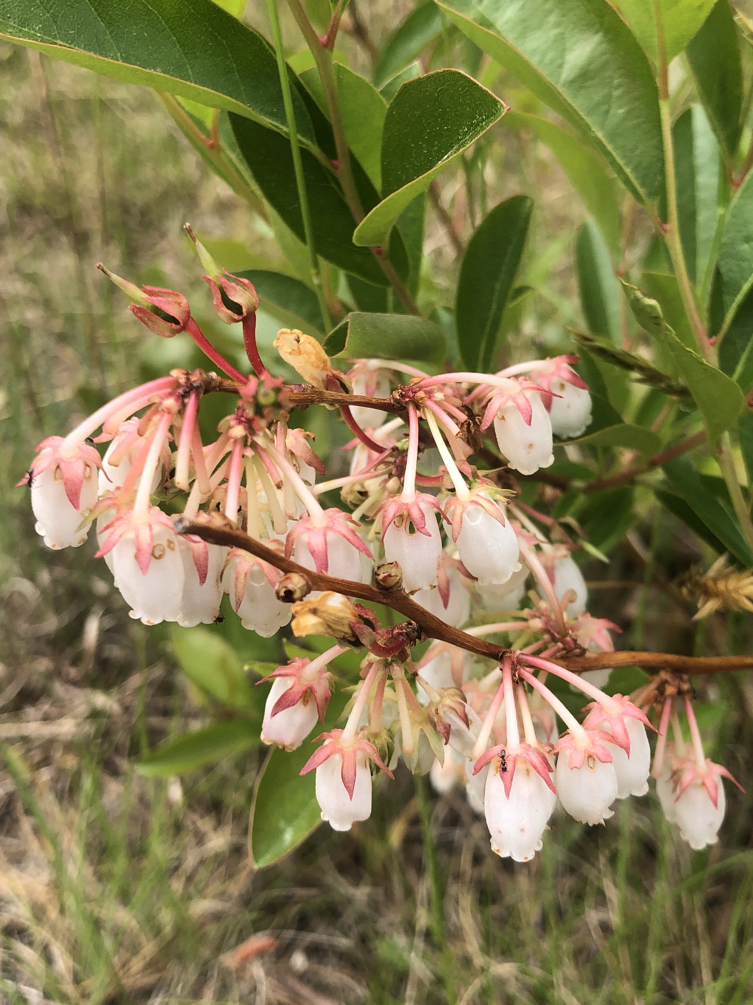 Lyonia mariana