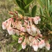 Lyonia mariana - Photo (c) samwilhelm, algunos derechos reservados (CC BY-NC), subido por samwilhelm
