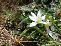 Ornithogalum fimbriatum