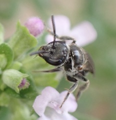 Lasioglossum