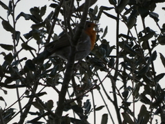 Erithacus rubecula