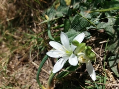 Ornithogalum fimbriatum