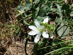 Ornithogalum fimbriatum