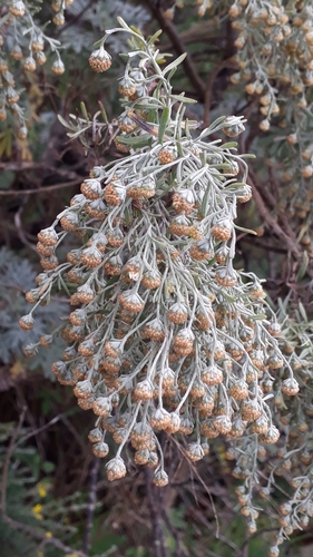 Artemisia image
