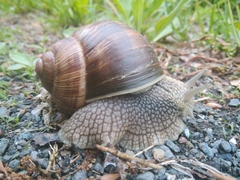Helix pomatia