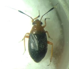 Capsus ater