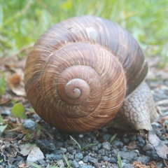 Helix pomatia