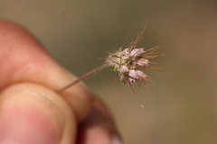 Scabiosa olivieri