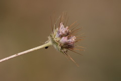 Scabiosa olivieri