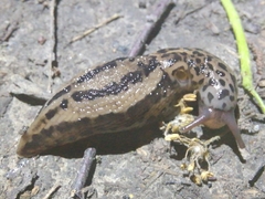 Limax maximus
