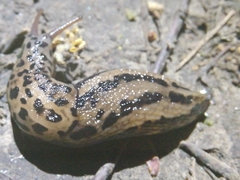 Limax maximus