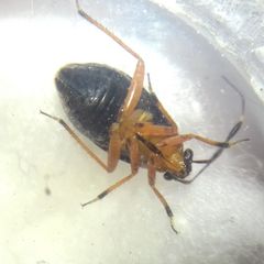 Capsus ater
