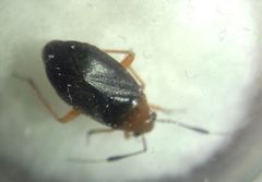 Capsus ater