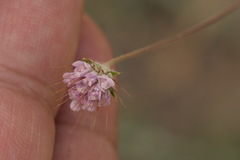 Scabiosa olivieri