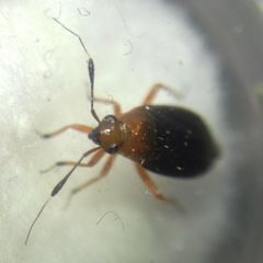 Capsus ater