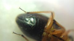 Capsus ater